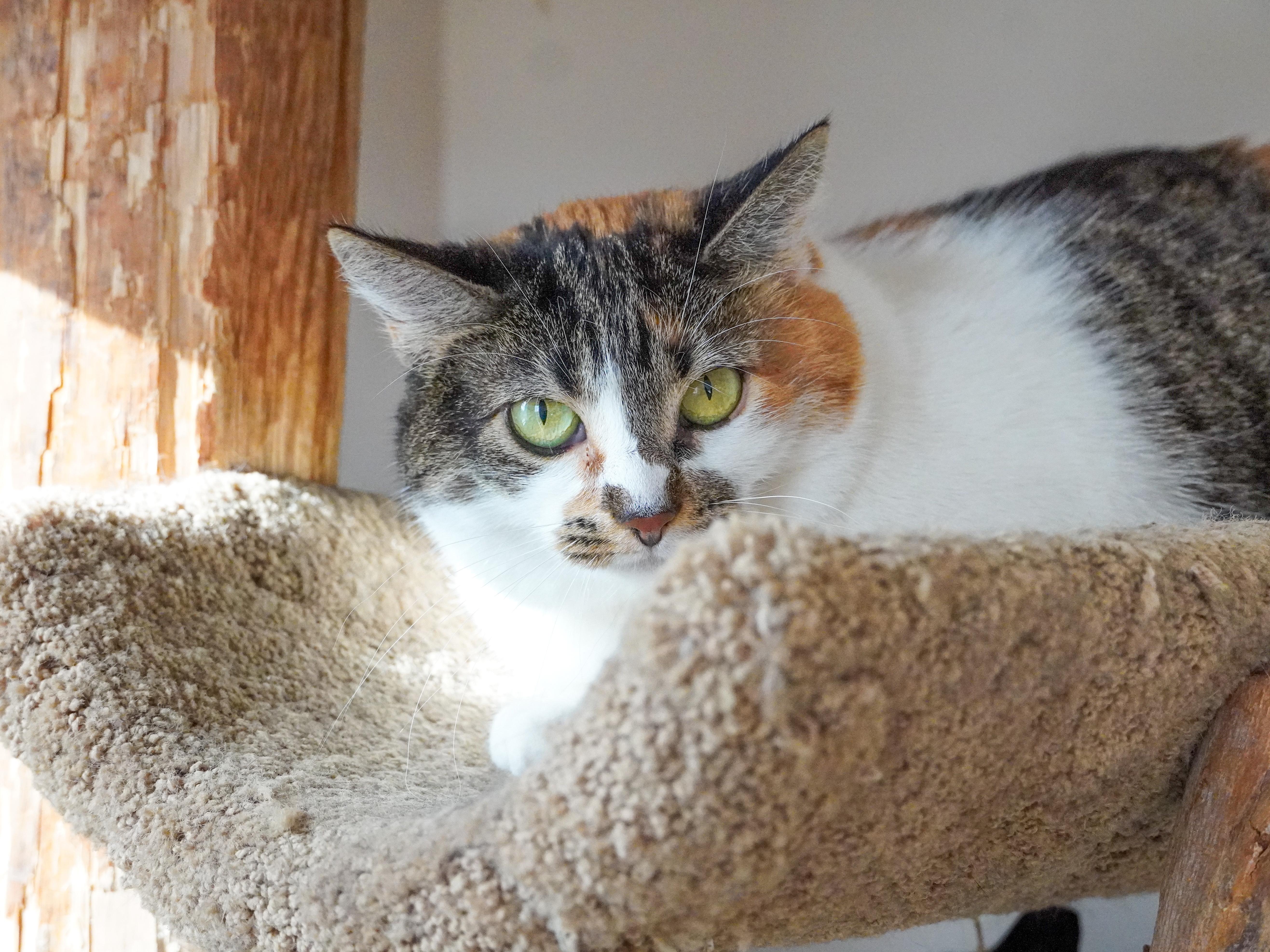 Whitney, Adoptable, Adult Female Domestic Short Hair.