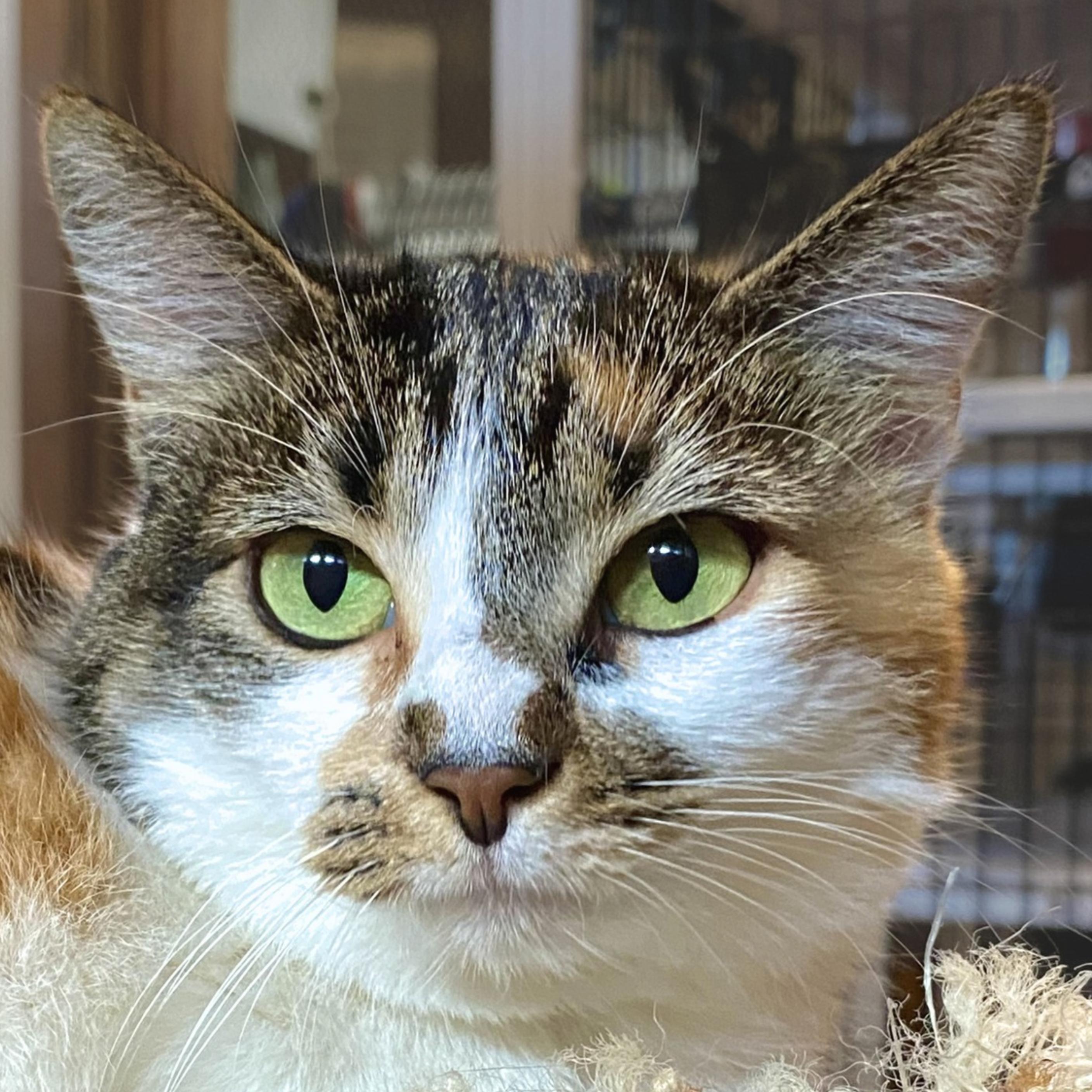 Whitney, Adoptable, Adult Female Domestic Short Hair.