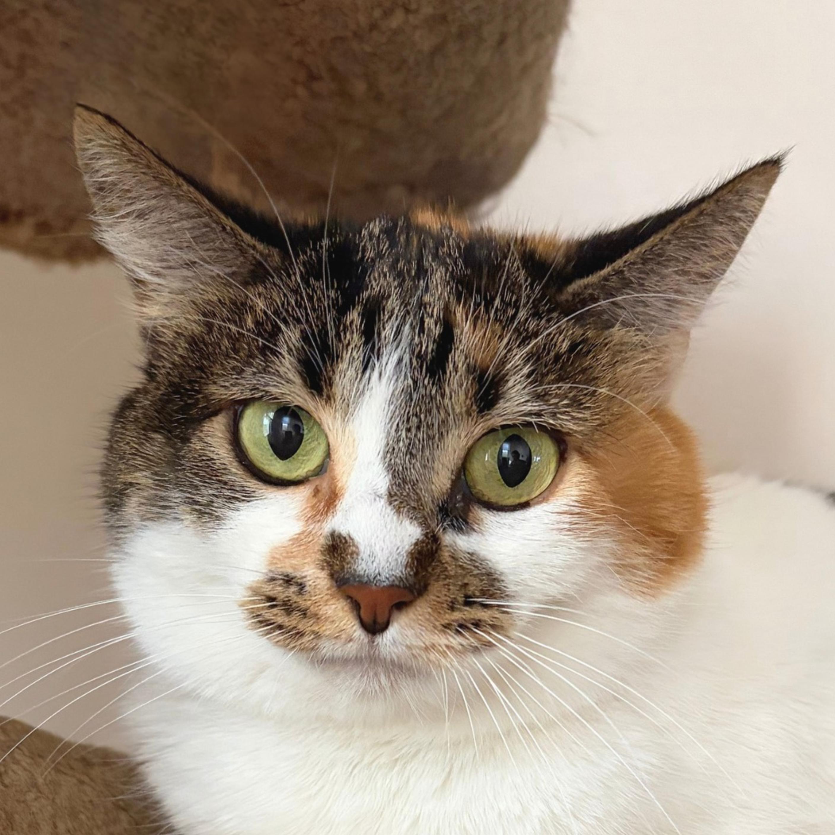 Whitney, a Adoptable mixed breed in Santa Fe, NM image 2/4