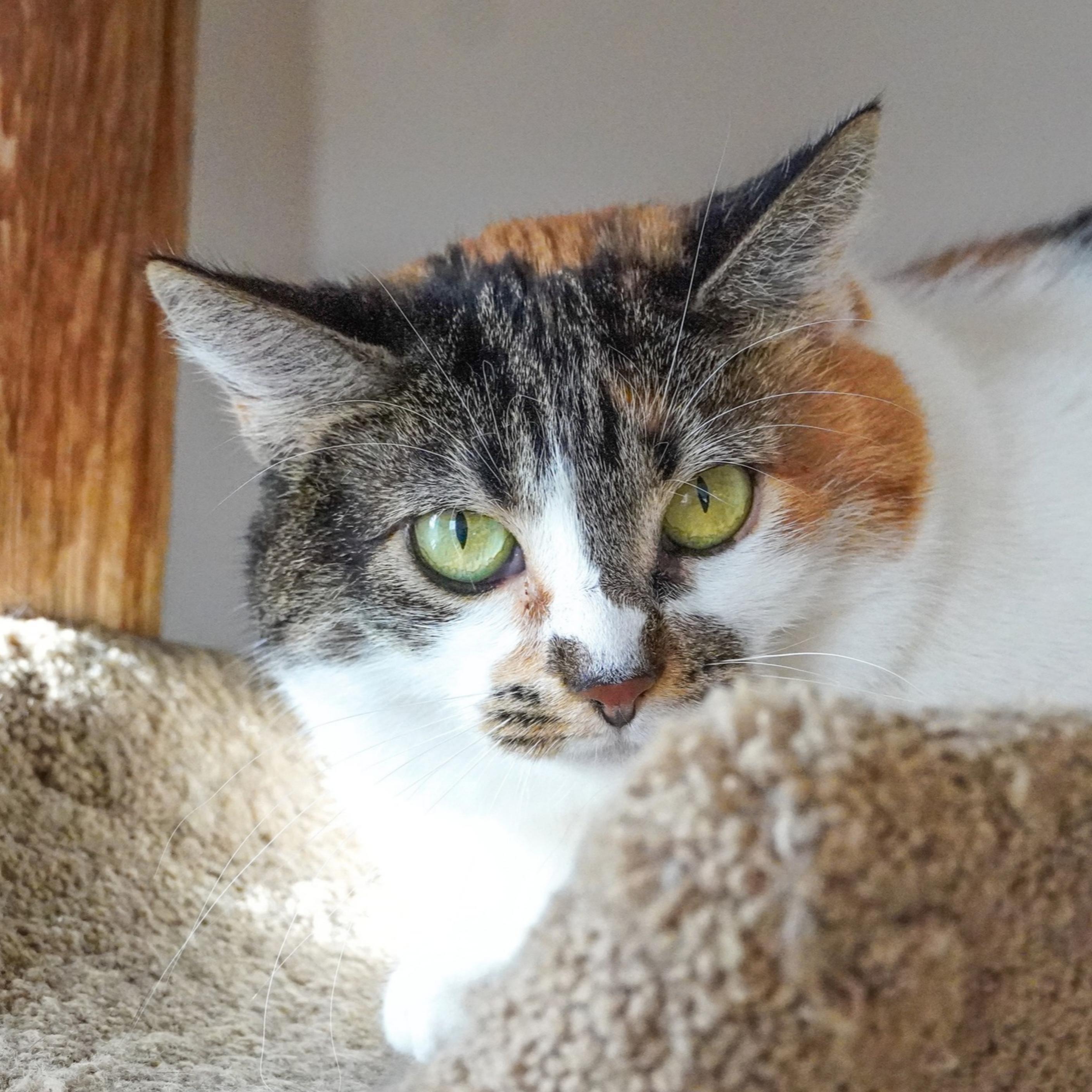 Whitney, a Adoptable mixed breed in Santa Fe, NM image 3/4