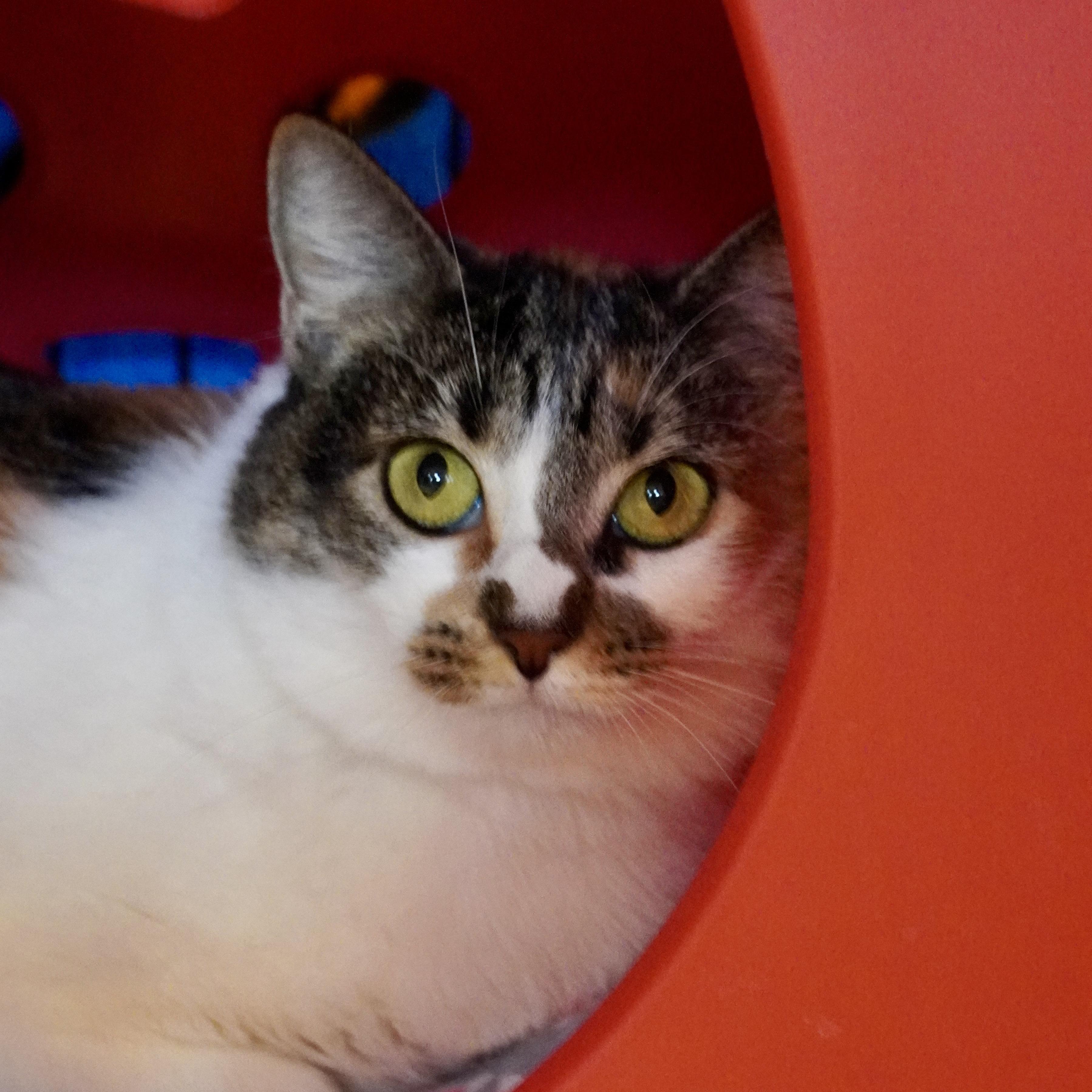 Enlarge Whitney, a Adoptable mixed breed in Santa Fe, NM image 6/6