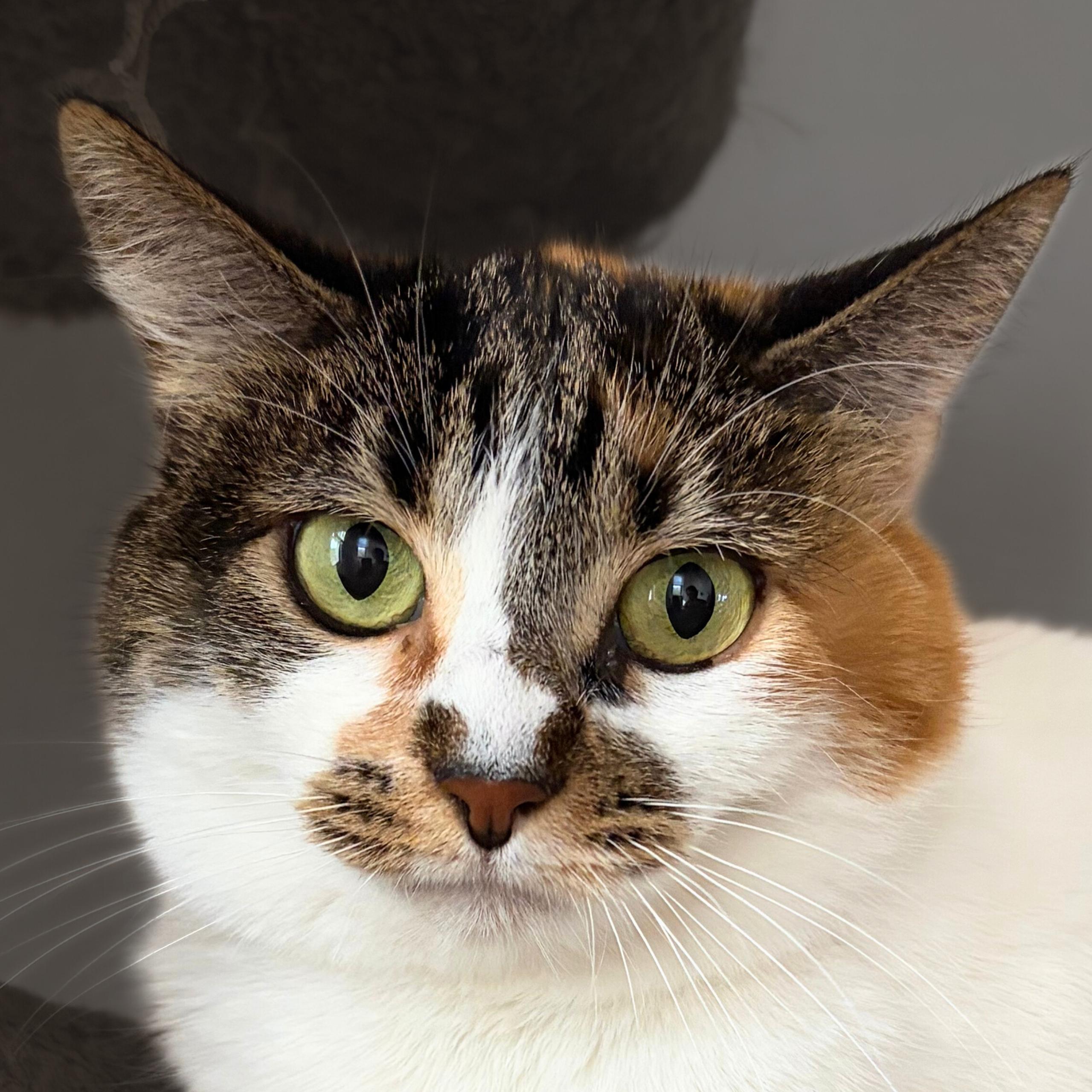 Whitney, Adoptable, Adult Female Domestic Short Hair.