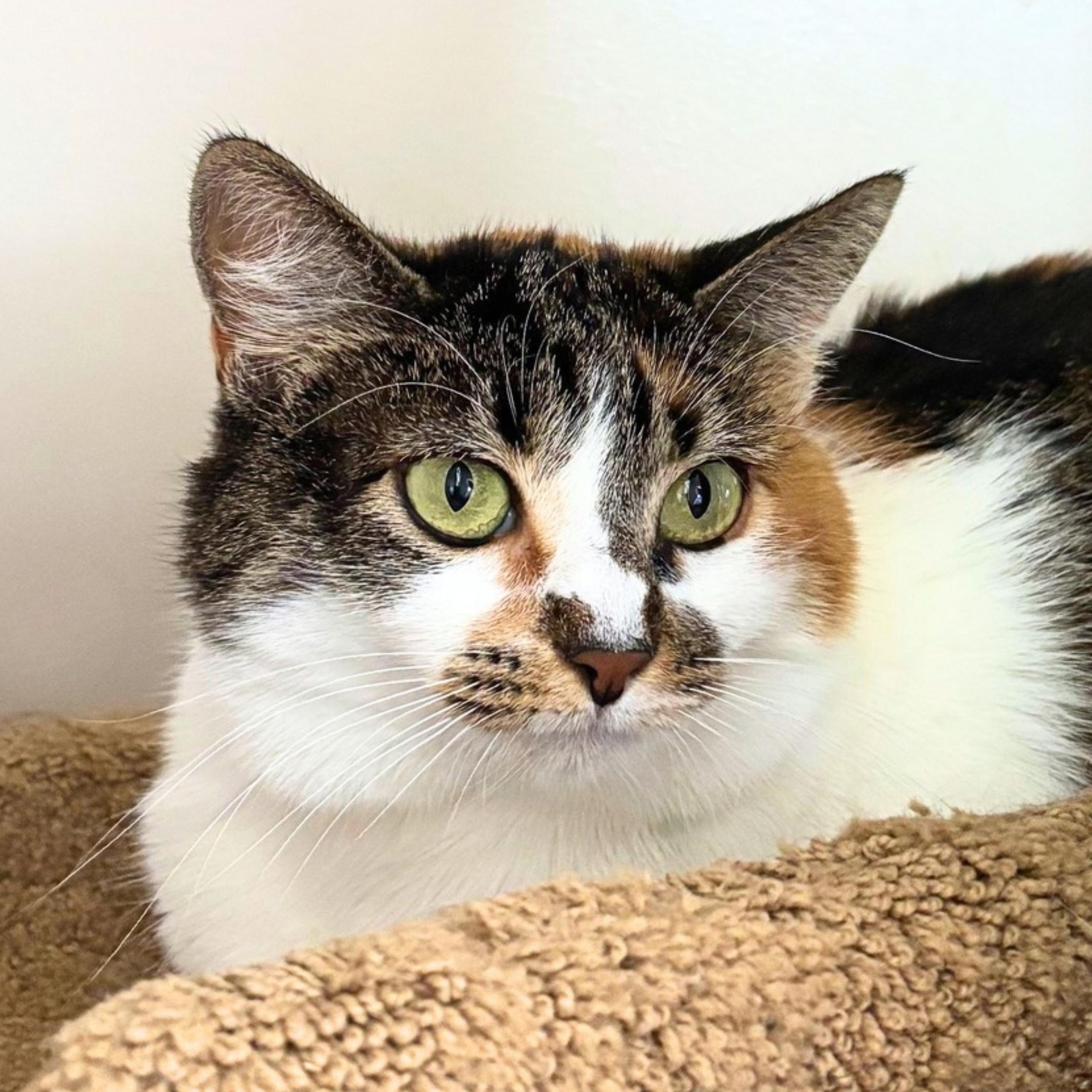 Whitney, a Adoptable mixed breed in Santa Fe, NM image 4/4