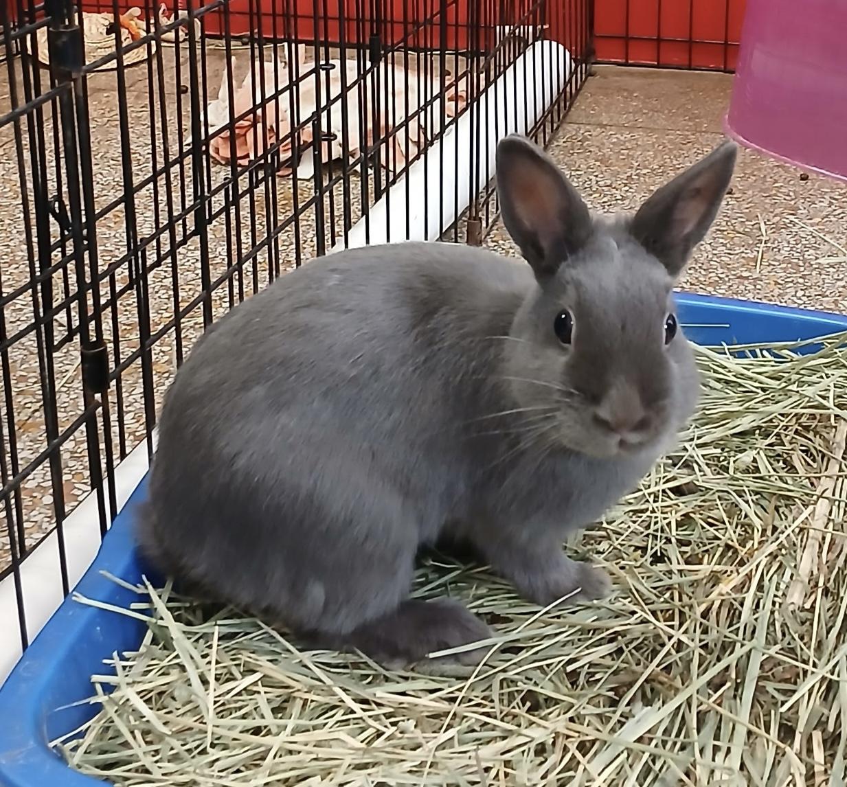 Ash, ADOPTABLE, Young Male Dwarf.