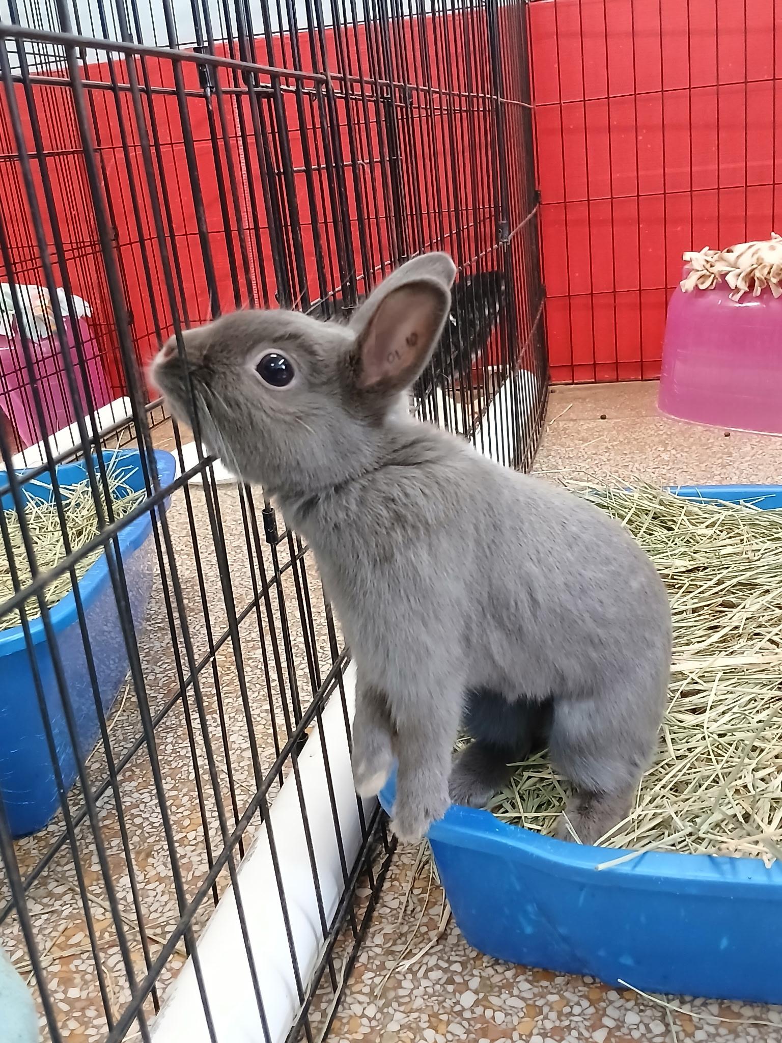 Enlarge Ash, a ADOPTABLE Dwarf in Chicago, IL image 2/2