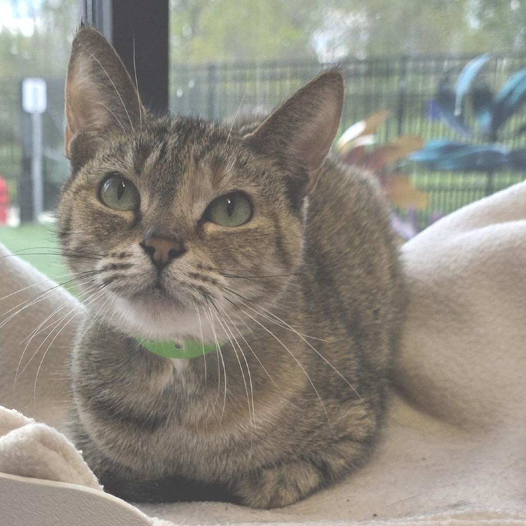 Mae Mae, Adoptable, Adult Female Domestic Short Hair.