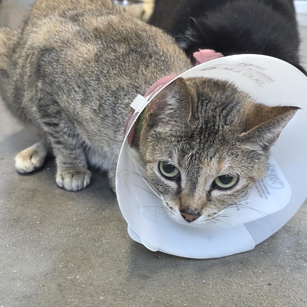 Enlarge Mae Mae, a Adoptable Domestic Short Hair in Fort Wayne, IN image 2/3