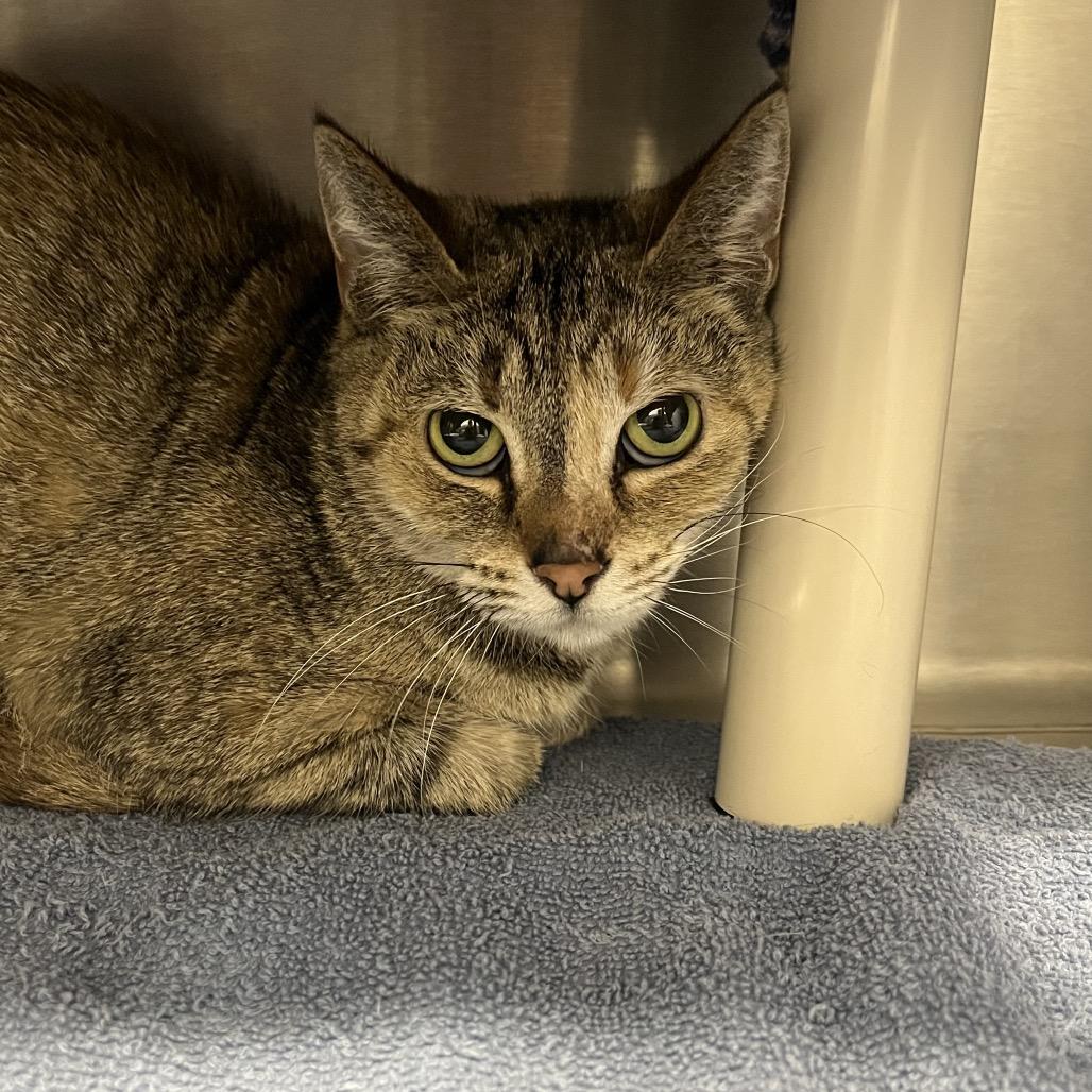 Enlarge Mae Mae, a Adoptable Domestic Short Hair in Fort Wayne, IN image 3/3