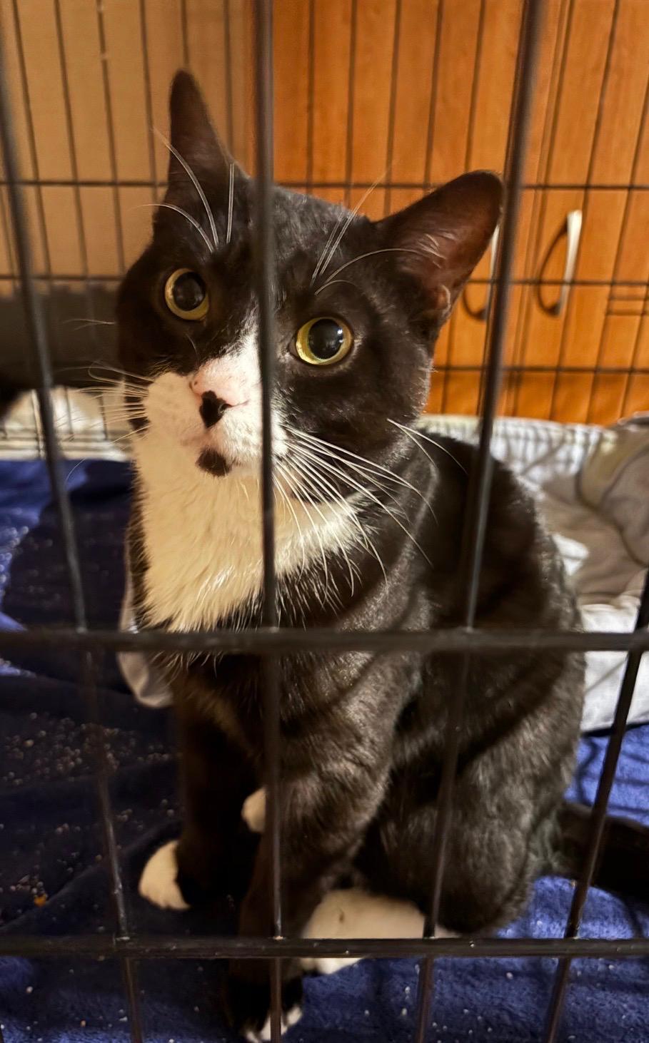 Domino-Pet Valu Oakwoods, adopted, Young Male Domestic Short Hair.