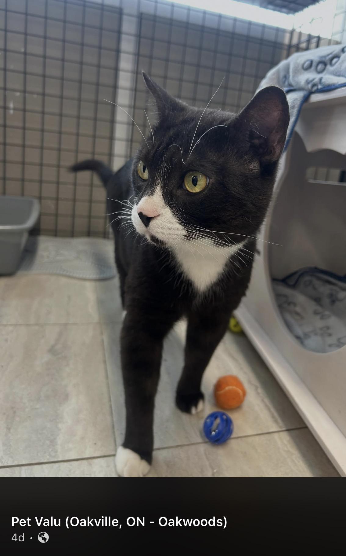 Enlarge Domino-Pet Valu Oakwoods, an adopted Domestic Short Hair in Mississauga, ON image 4/6