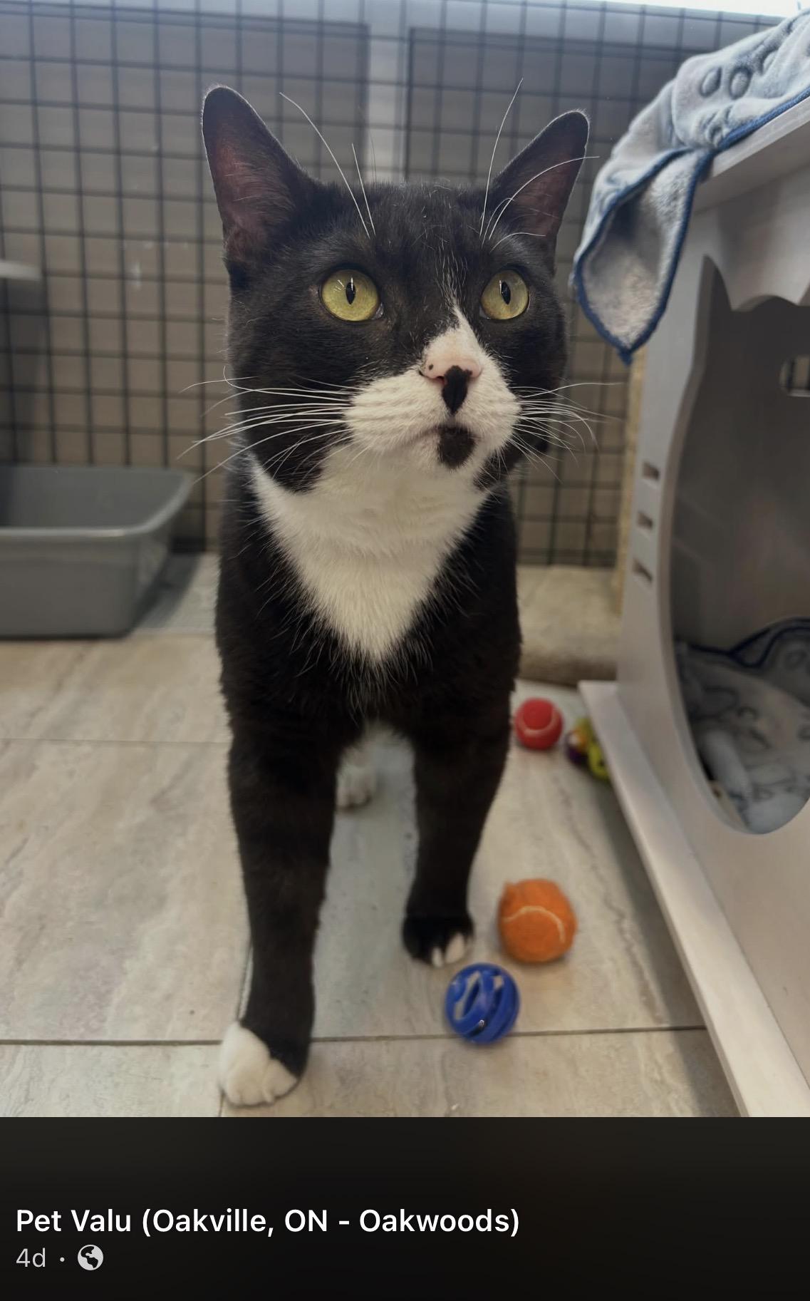 Enlarge Domino-Pet Valu Oakwoods, an adopted Domestic Short Hair in Mississauga, ON image 3/6