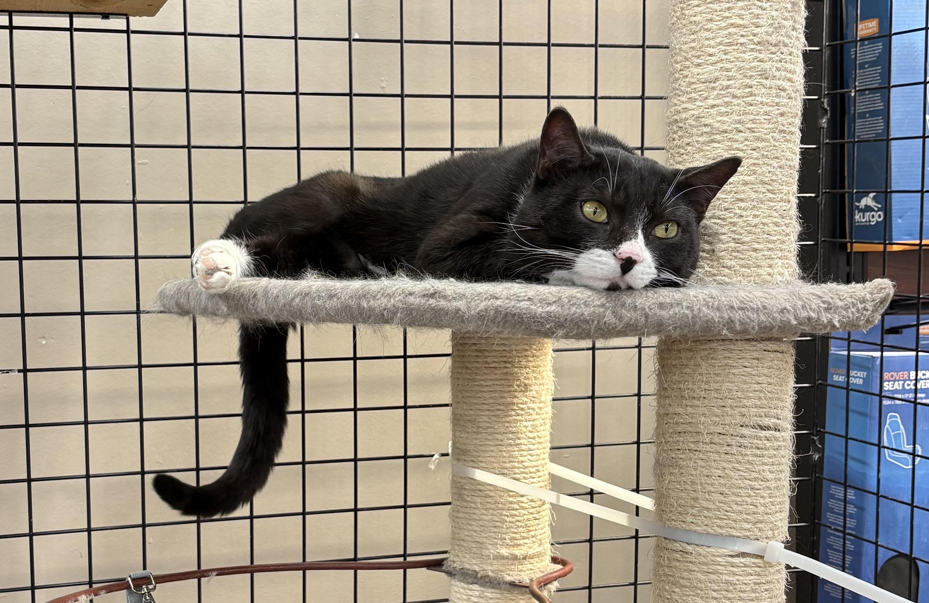 Enlarge Domino-Pet Valu Oakwoods, an adopted Domestic Short Hair in Mississauga, ON image 6/6
