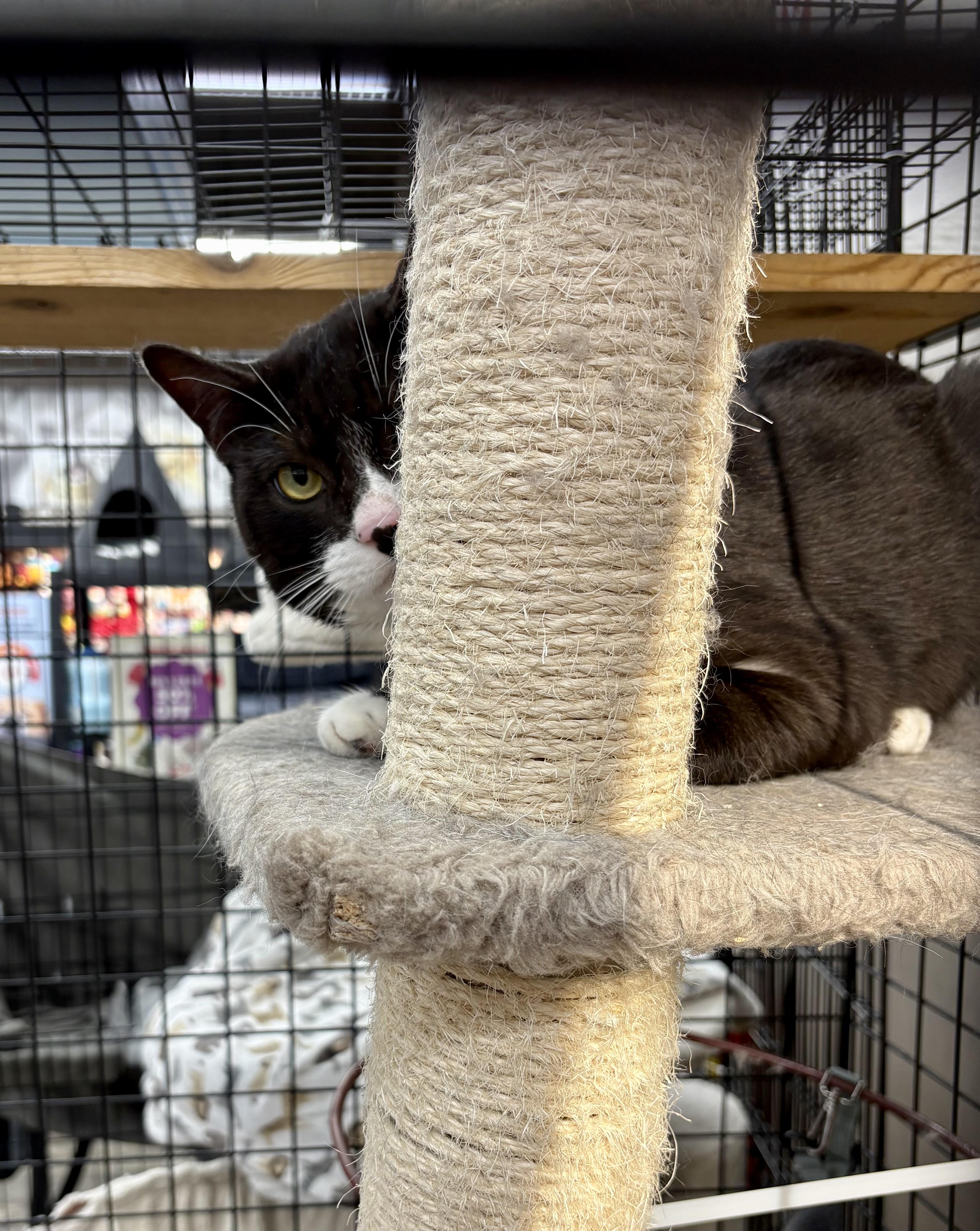 Enlarge Domino-Pet Valu Oakwoods, an adopted Domestic Short Hair in Mississauga, ON image 5/6