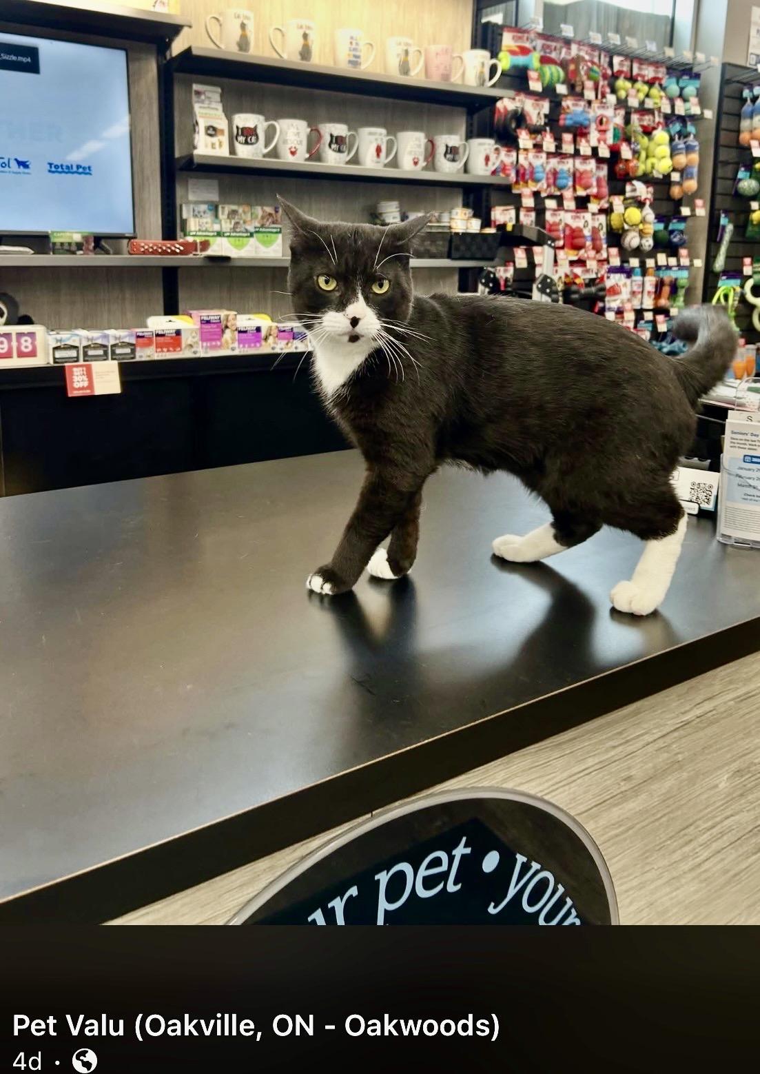 Enlarge Domino-Pet Valu Oakwoods, an adopted Domestic Short Hair in Mississauga, ON image 2/6
