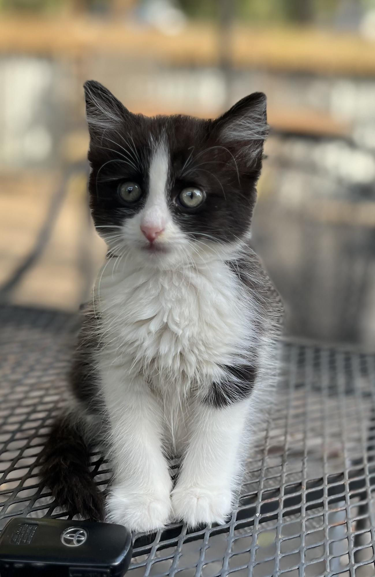 Jenny, Adoptable, Kitten Female Domestic Medium Hair.