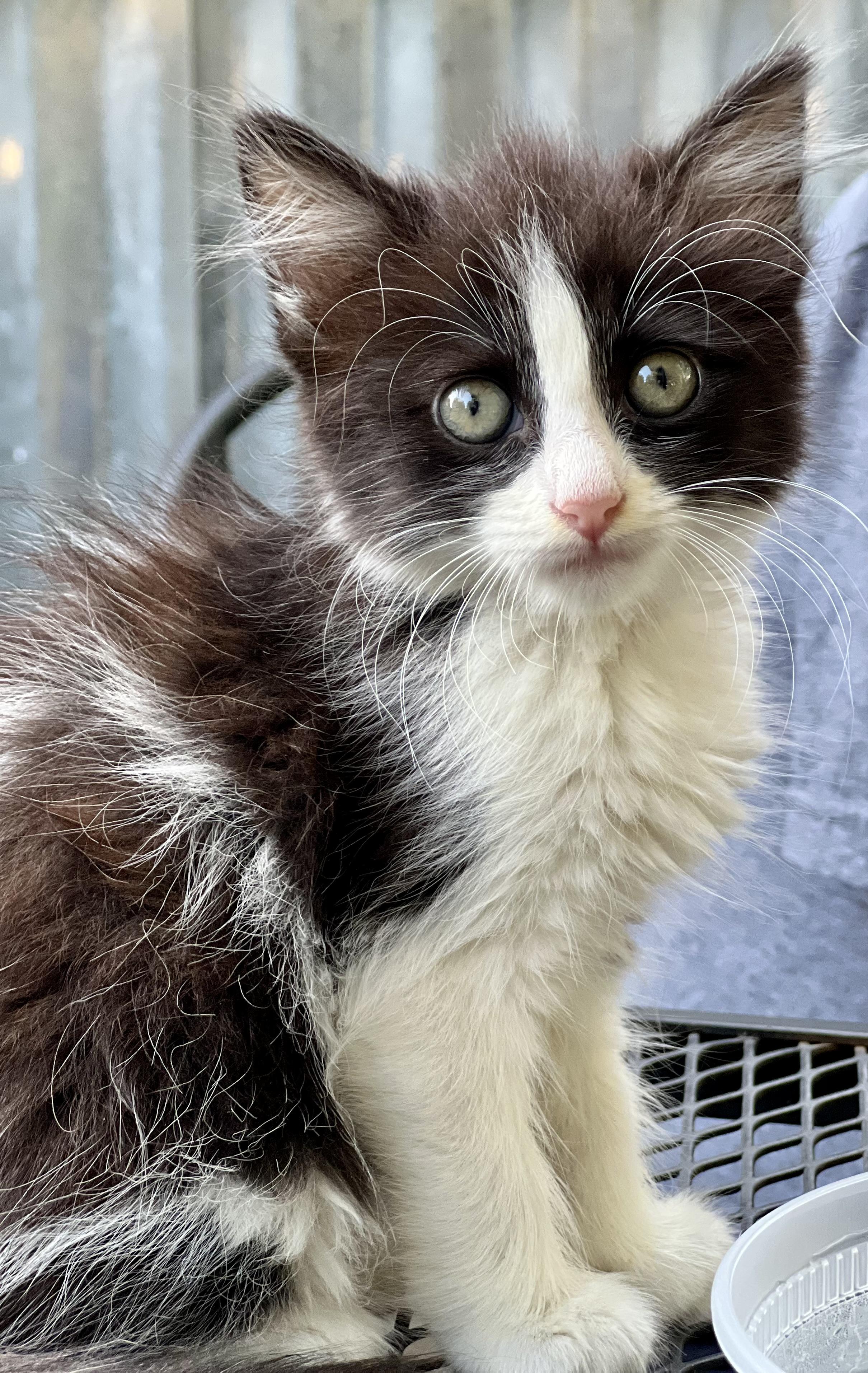 Enlarge Jenny, a Adoptable Domestic Long Hair in Mt Pleasant, SC image 2/6