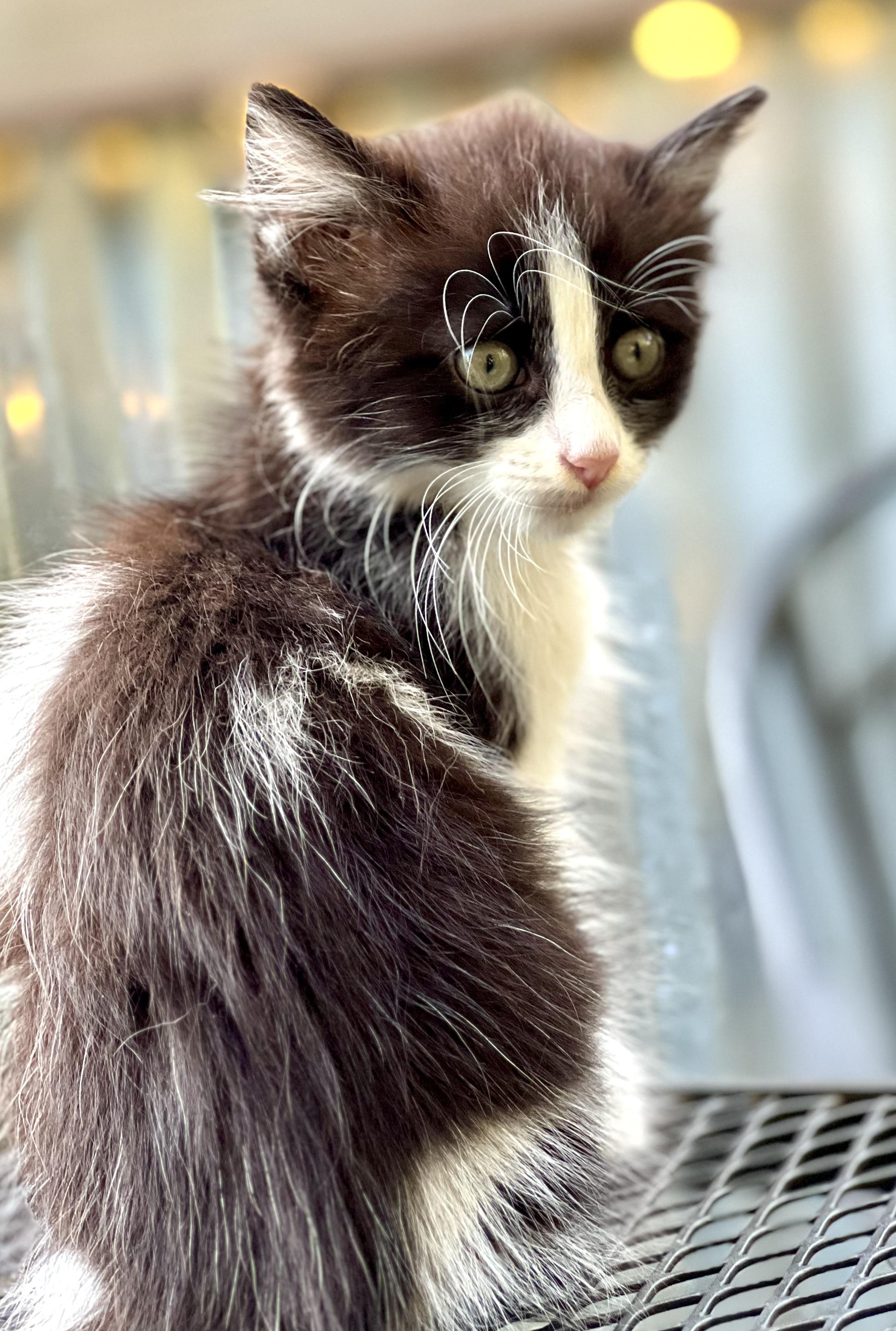 Enlarge Jenny, a Adoptable Domestic Long Hair in Mt Pleasant, SC image 3/6