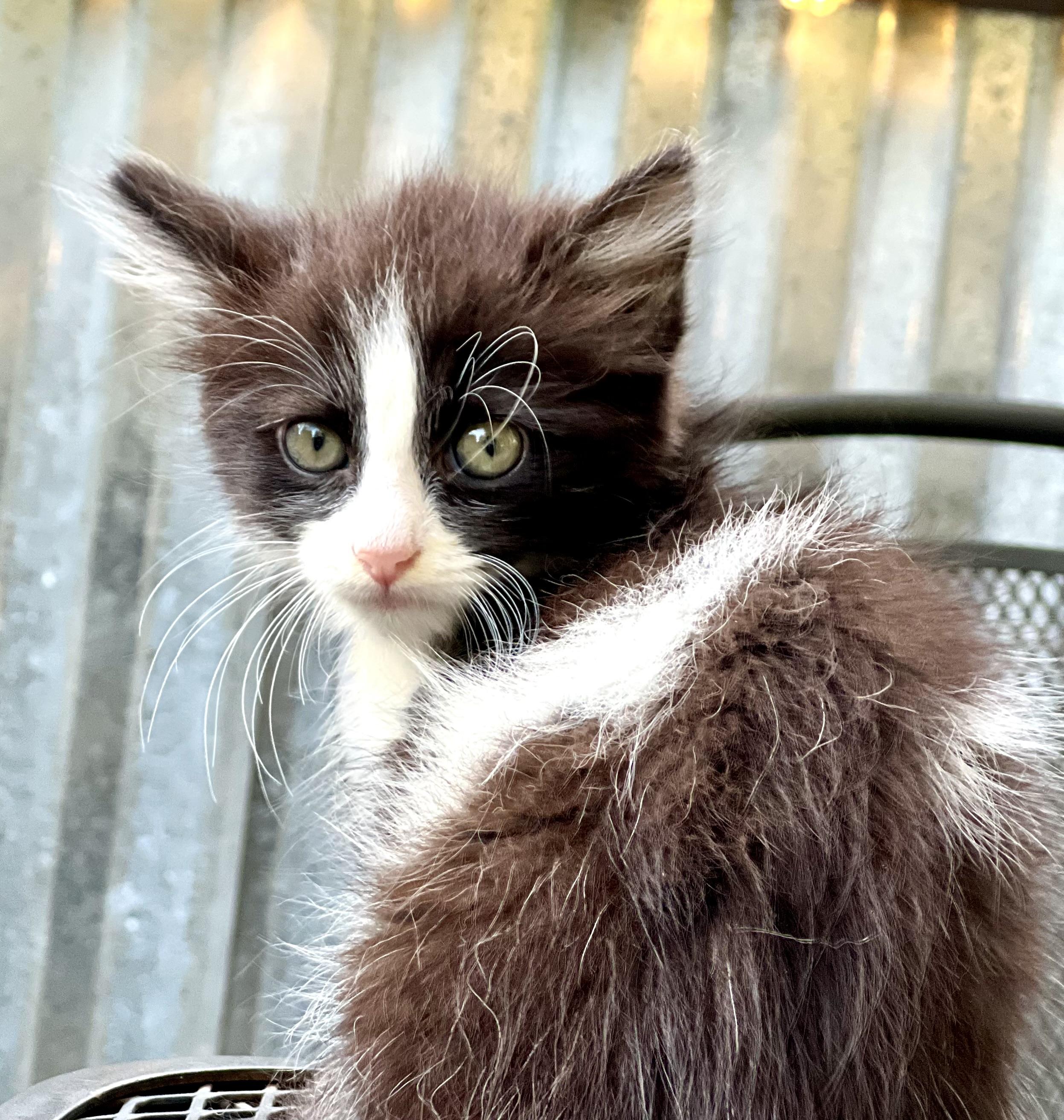 Enlarge Jenny, a Adoptable Domestic Long Hair in Mt Pleasant, SC image 1/6