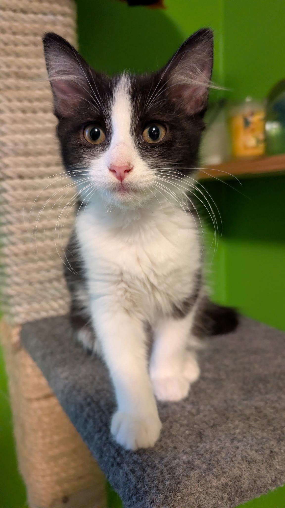 Enlarge Jenny, a Adoptable Domestic Medium Hair in Mt Pleasant, SC image 6/6