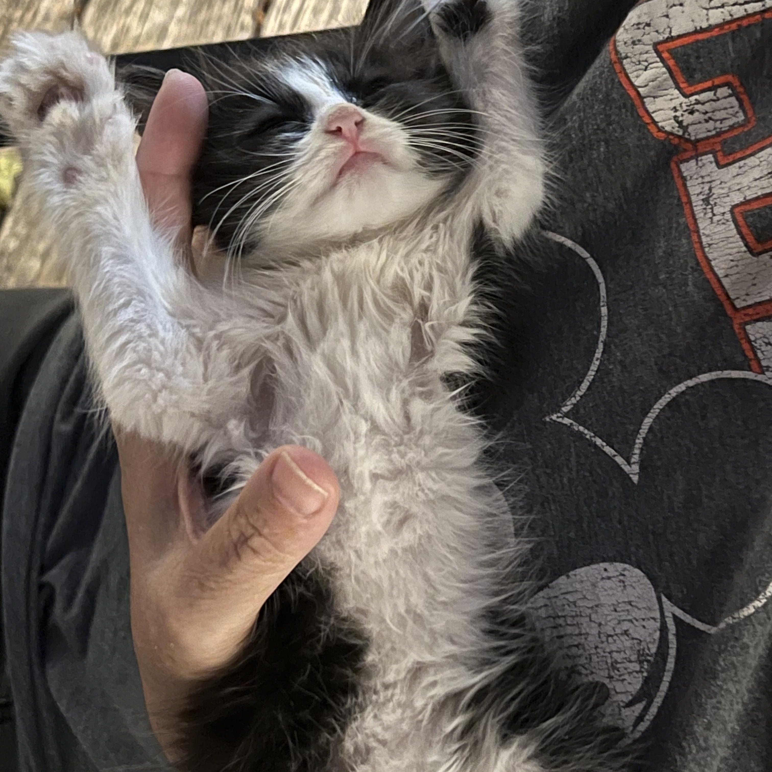 Enlarge Jenny, a Adoptable Domestic Long Hair in Mt Pleasant, SC image 5/6