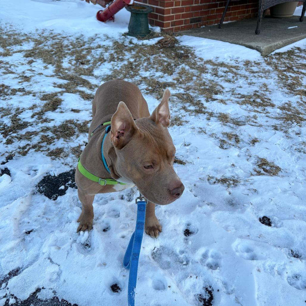 Croissant, Adoptable, Adult Male Mixed Breed.
