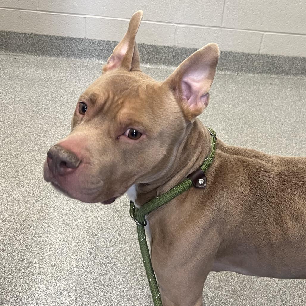 Enlarge Croissant, a Adoptable Mixed Breed in Hinsdale, IL image 1/3