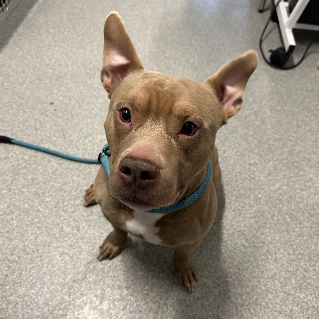 Enlarge Croissant, a Adoptable Mixed Breed in Hinsdale, IL image 2/3