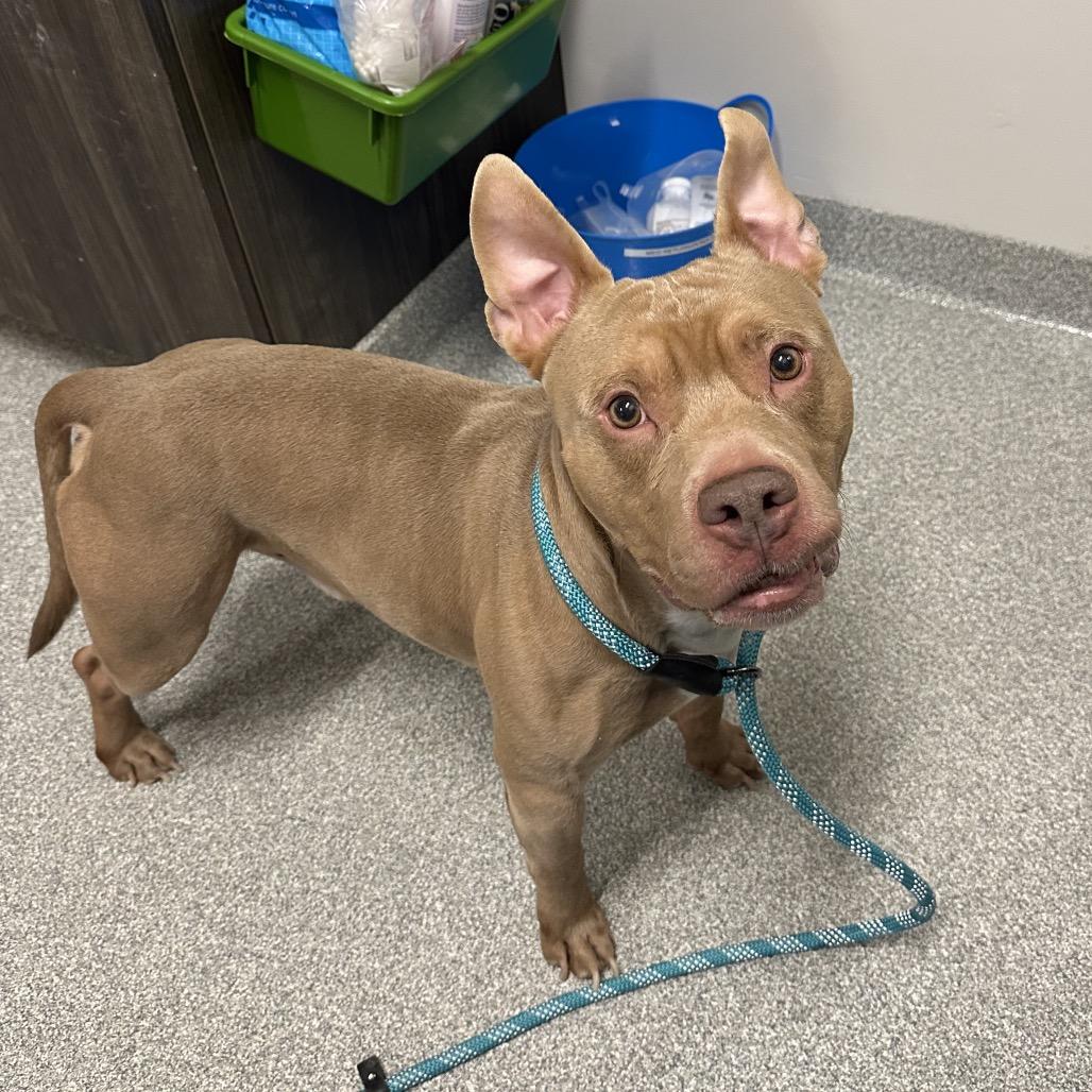 Enlarge Croissant, a Adoptable Mixed Breed in Hinsdale, IL image 3/3