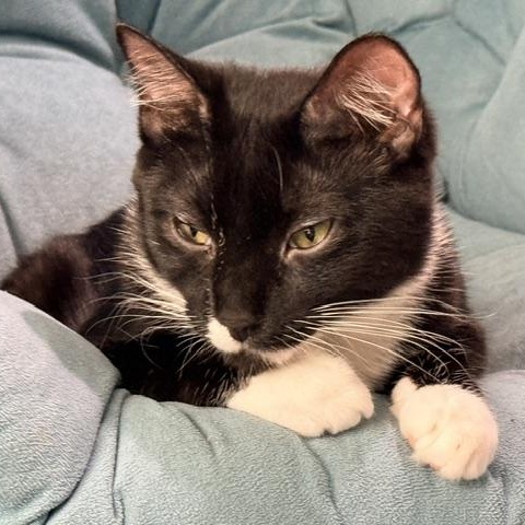 Enlarge Grace, a Adoptable Domestic Short Hair in Beaufort, SC image 5/5