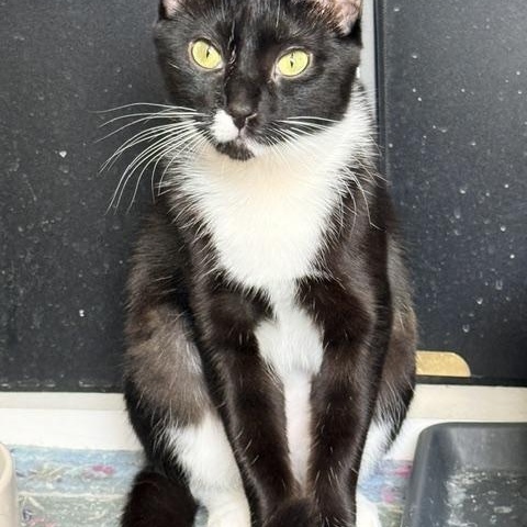 Enlarge Grace, a Adoptable Domestic Short Hair in Beaufort, SC image 2/5