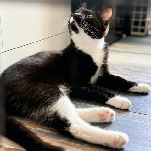 Enlarge Grace, a Adoptable Domestic Short Hair in Beaufort, SC image 4/5