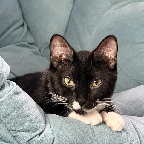 Enlarge Grace, a Adoptable Domestic Short Hair in Beaufort, SC image 1/5