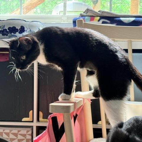 Enlarge Grace, a Adoptable Domestic Short Hair in Beaufort, SC image 3/5