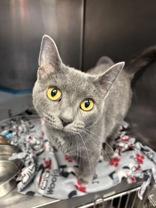 Enlarge Mavis, a ADOPTABLE Domestic Short Hair in Lafayette, IN image 1/1