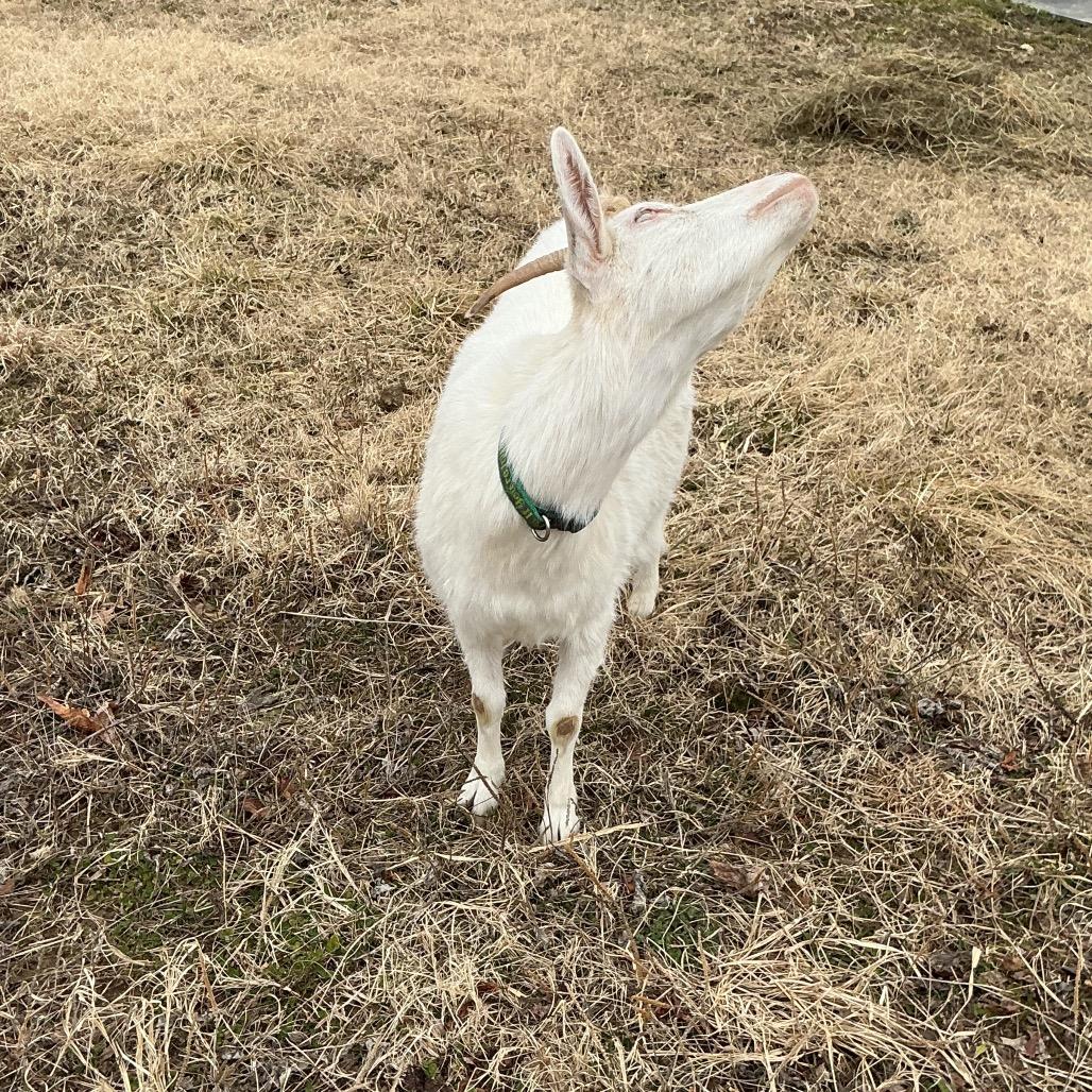 Enlarge Eve, a Adoptable Goat in Marshall, VA image 1/2