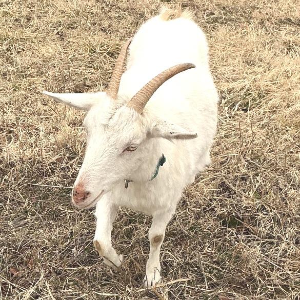 Enlarge Eve, a Adoptable Goat in Marshall, VA image 2/2