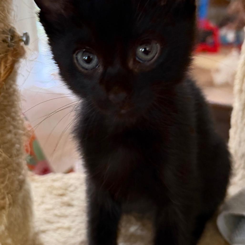 Dandelion, Adoptable, Kitten Male Domestic Short Hair.