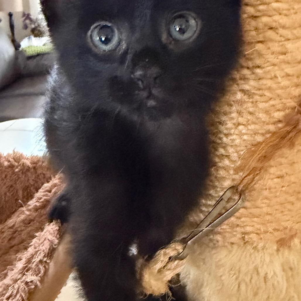 Dandelion, a Adoptable Domestic Short Hair in Escondido, CA image 2/4