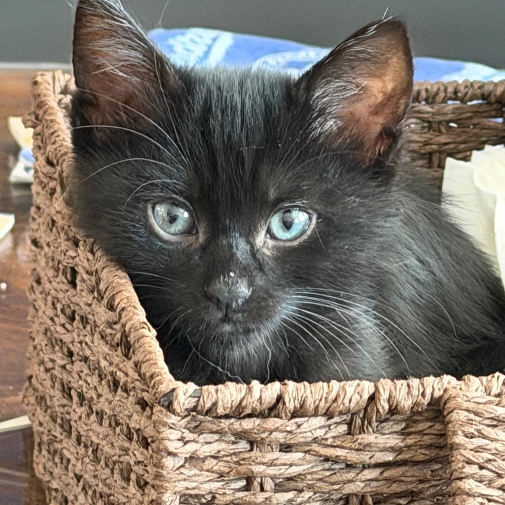 Dandelion, a Adoptable Domestic Short Hair in Escondido, CA image 3/4