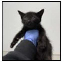 Dandelion, a Adoptable Domestic Short Hair in Escondido, CA image 4/4