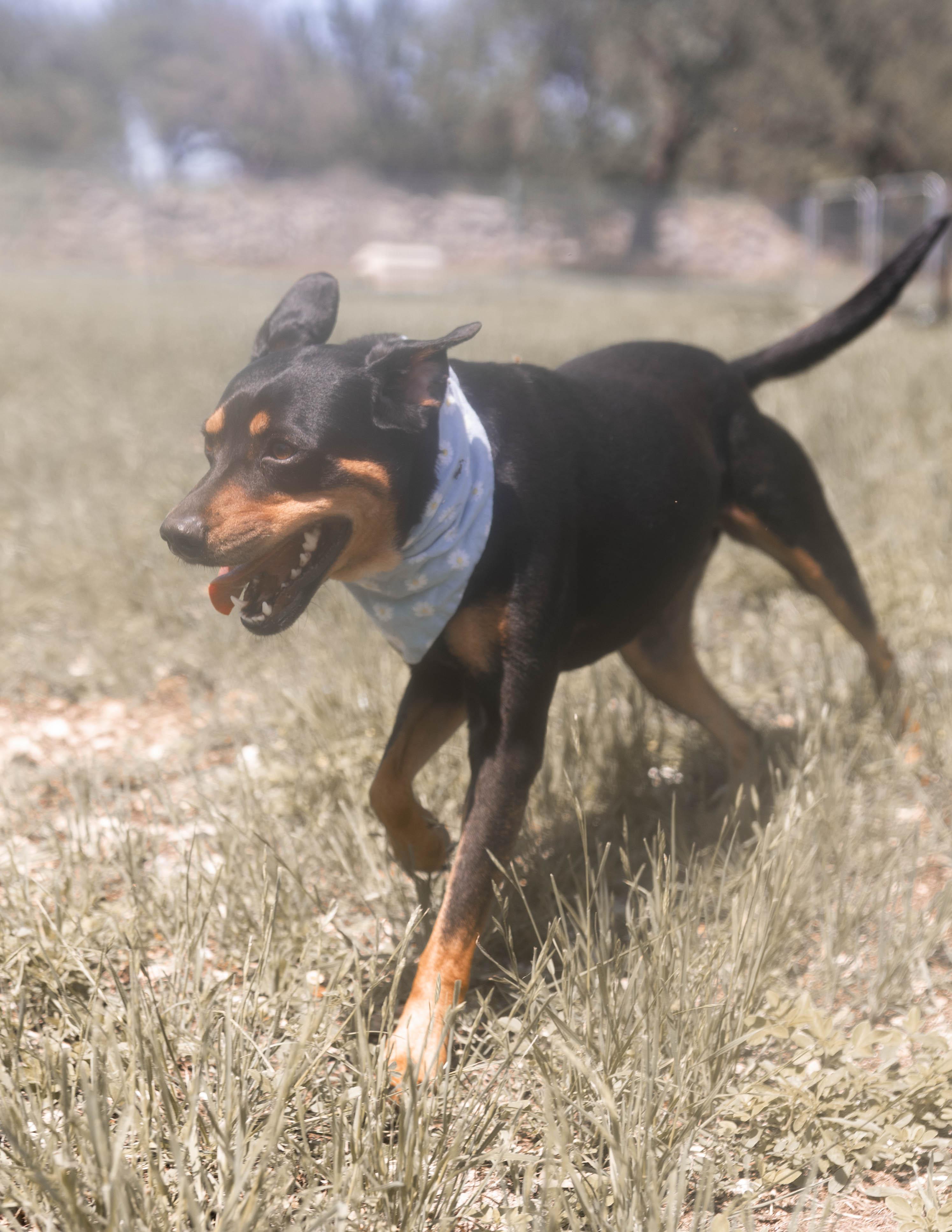 Petal, Adoptable, Adult Female Doberman Pinscher.