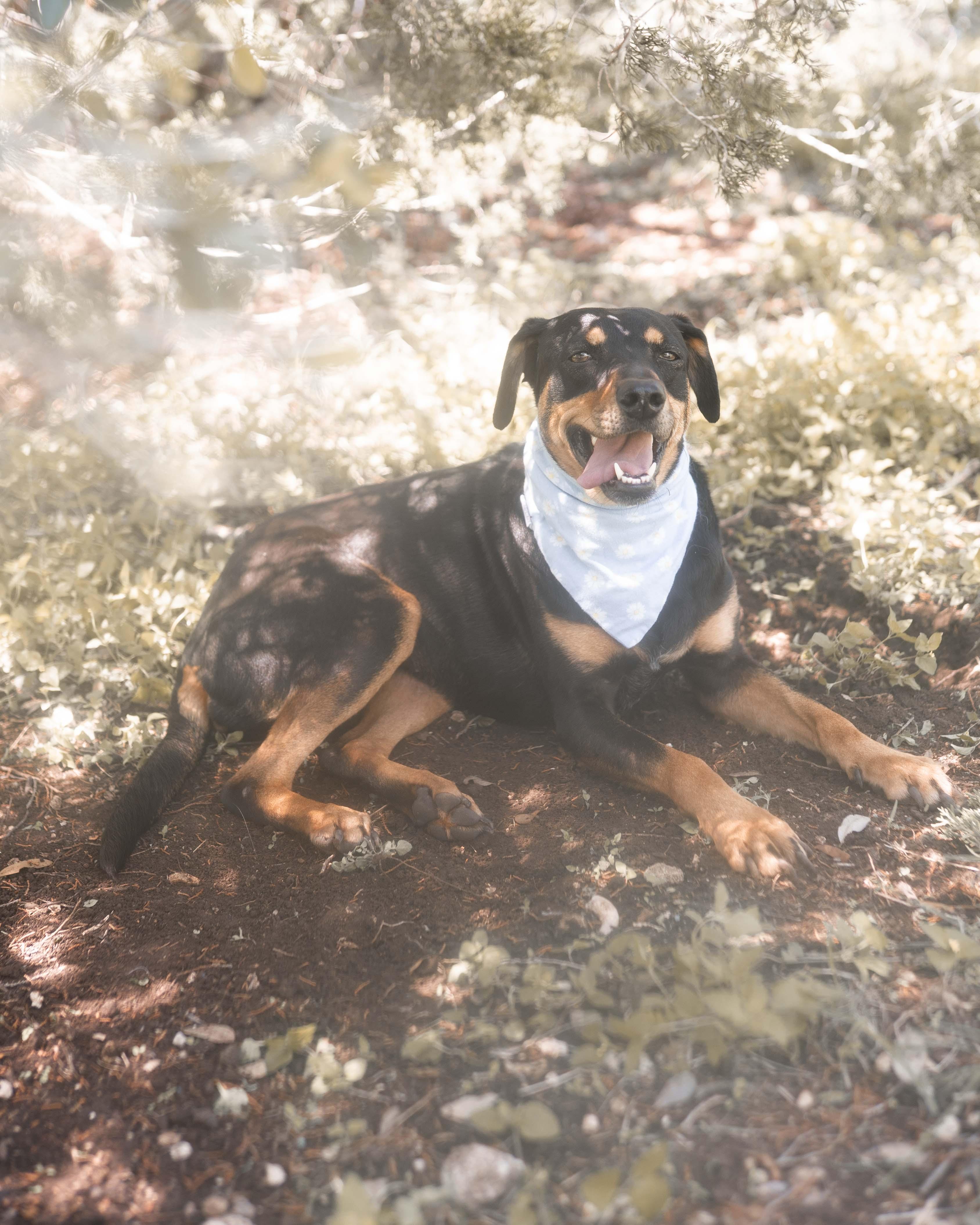 Petal, a Adoptable Doberman Pinscher in Driftwood, TX image 3/6