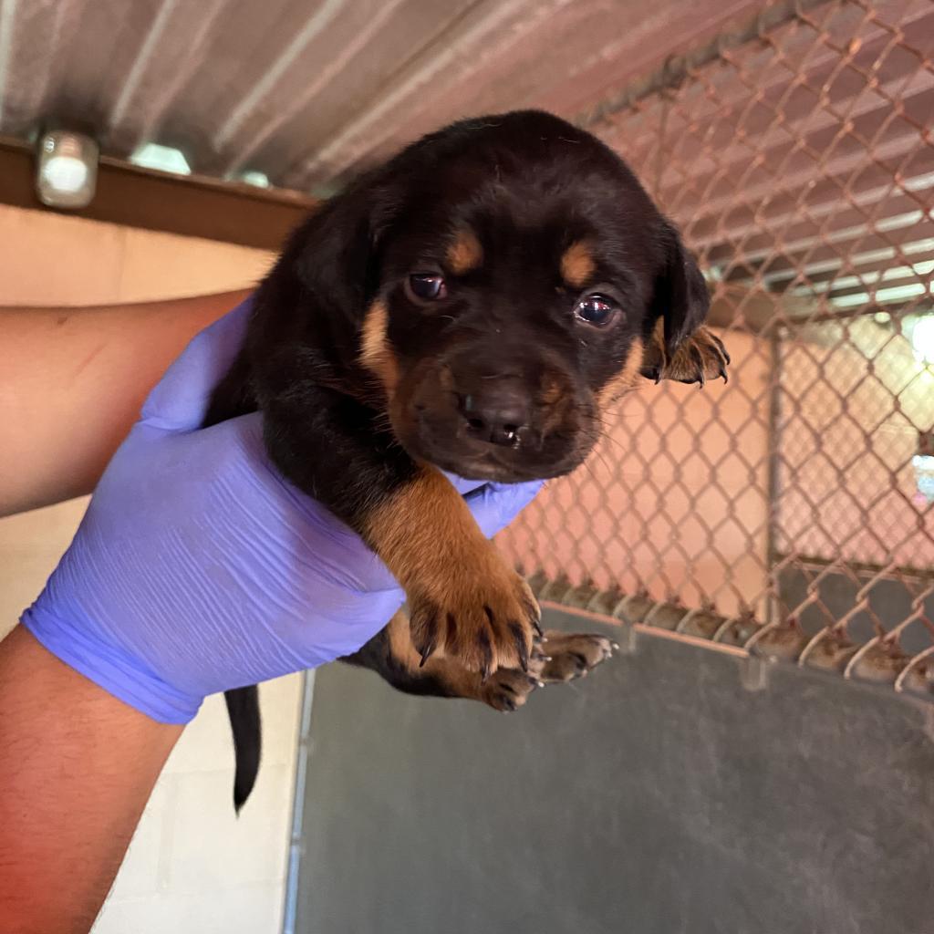 Petal, a Adoptable Doberman Pinscher in Driftwood, TX image 6/6