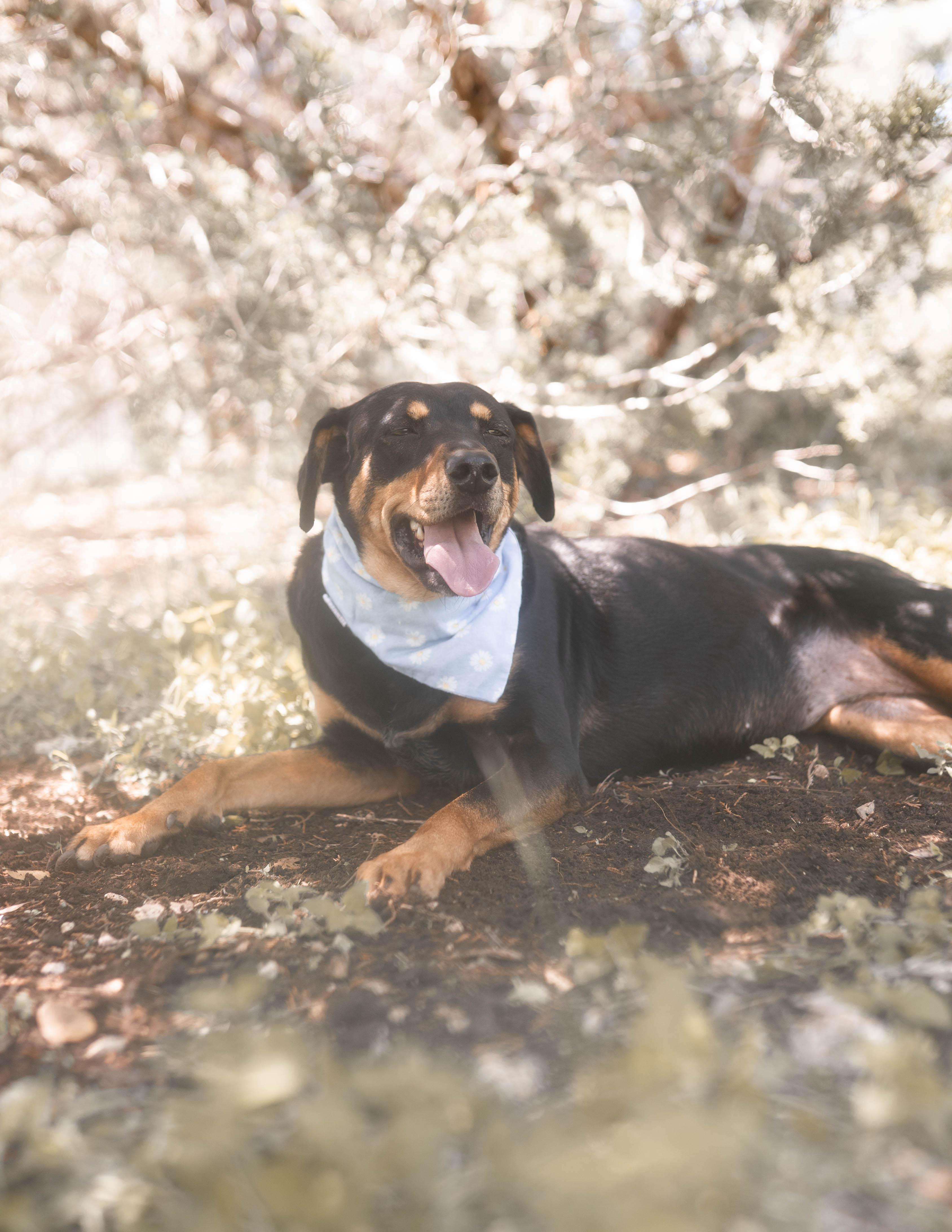 Petal, a Adoptable Doberman Pinscher in Driftwood, TX image 2/6