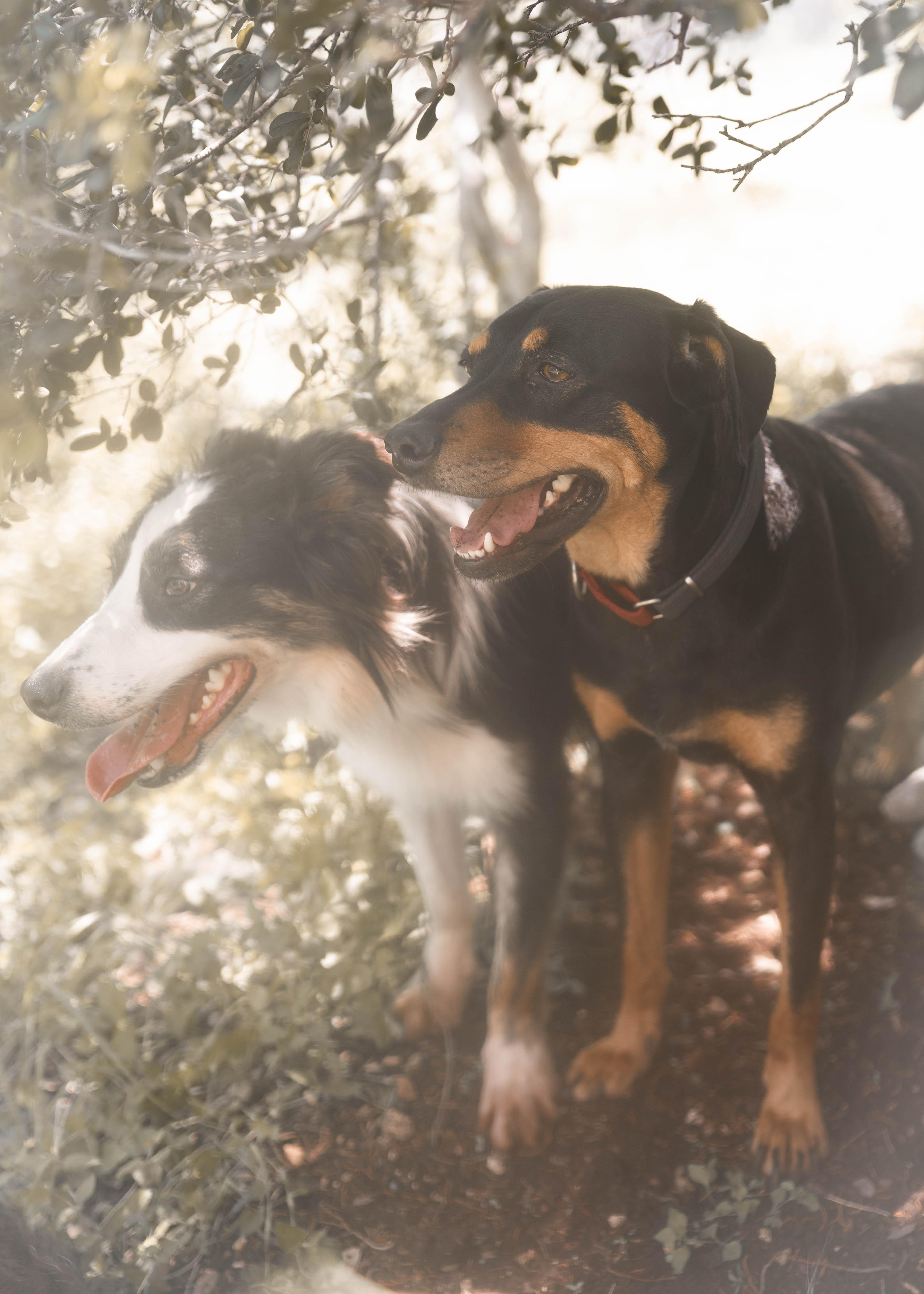 Petal, a Adoptable Doberman Pinscher in Driftwood, TX image 5/6