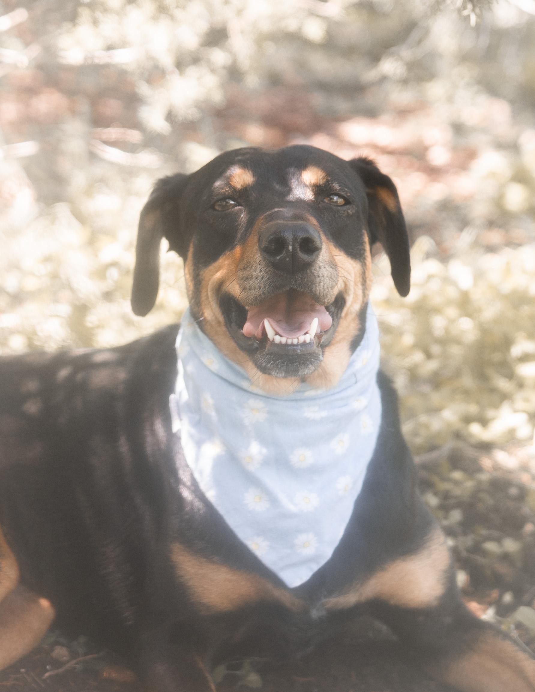 Petal, a Adoptable Doberman Pinscher in Driftwood, TX image 4/6