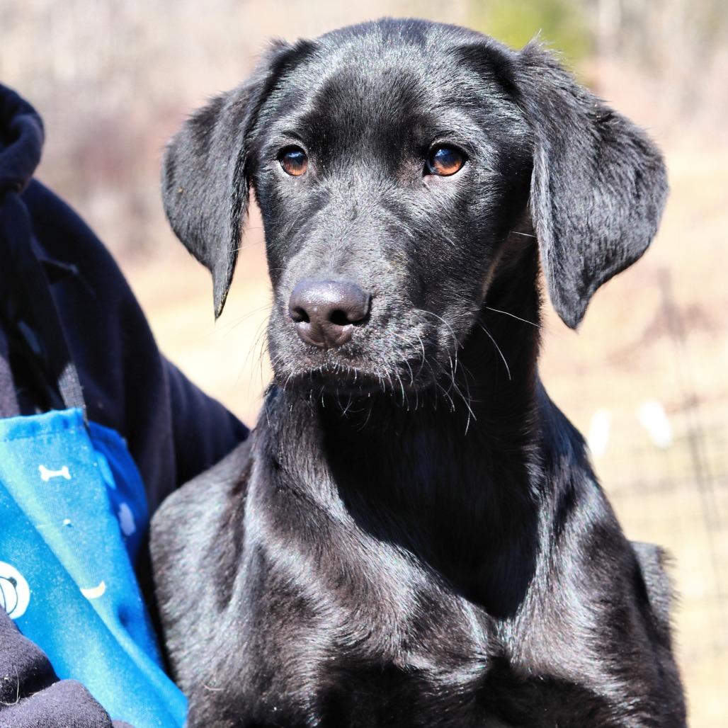 Enlarge CT Expo, a Adoptable mixed breed in Stormville, NY image 1/6