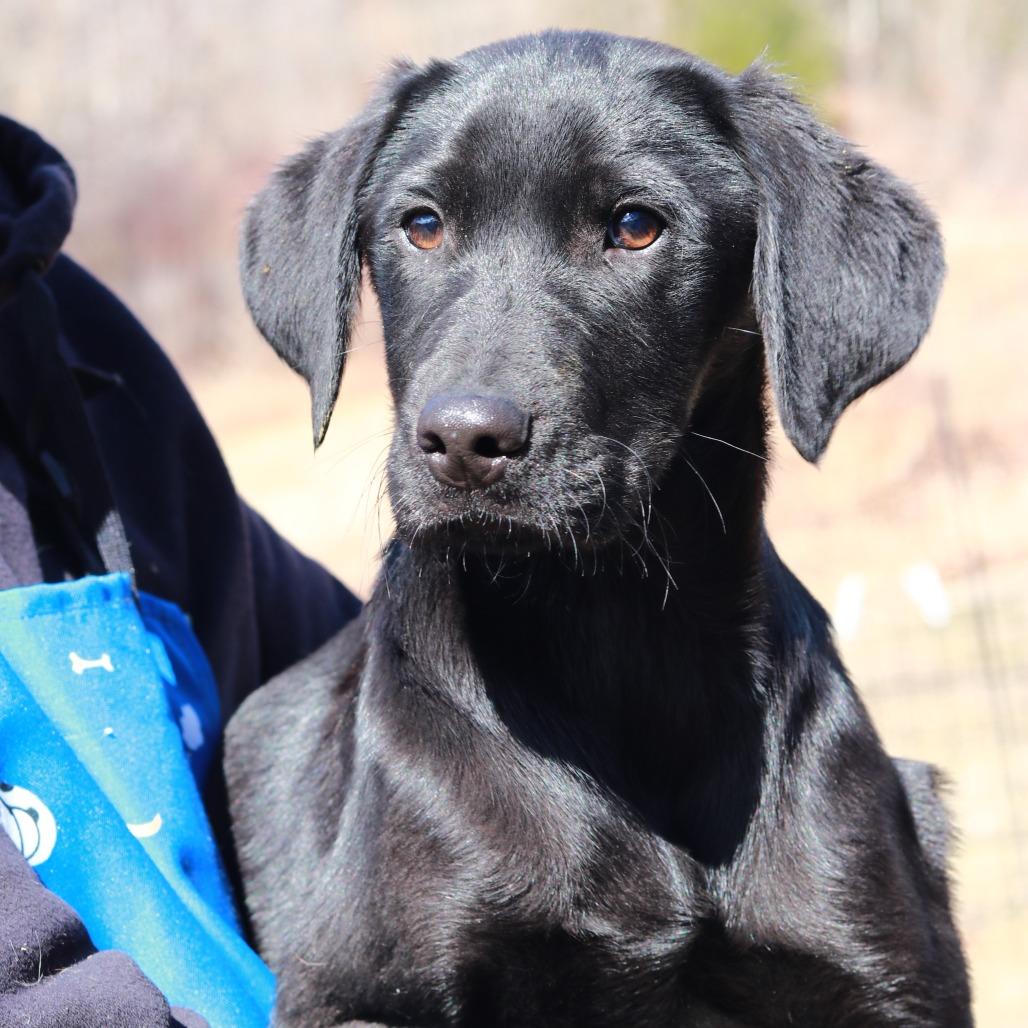 Enlarge CT Expo, a Adoptable mixed breed in Stormville, NY image 2/6