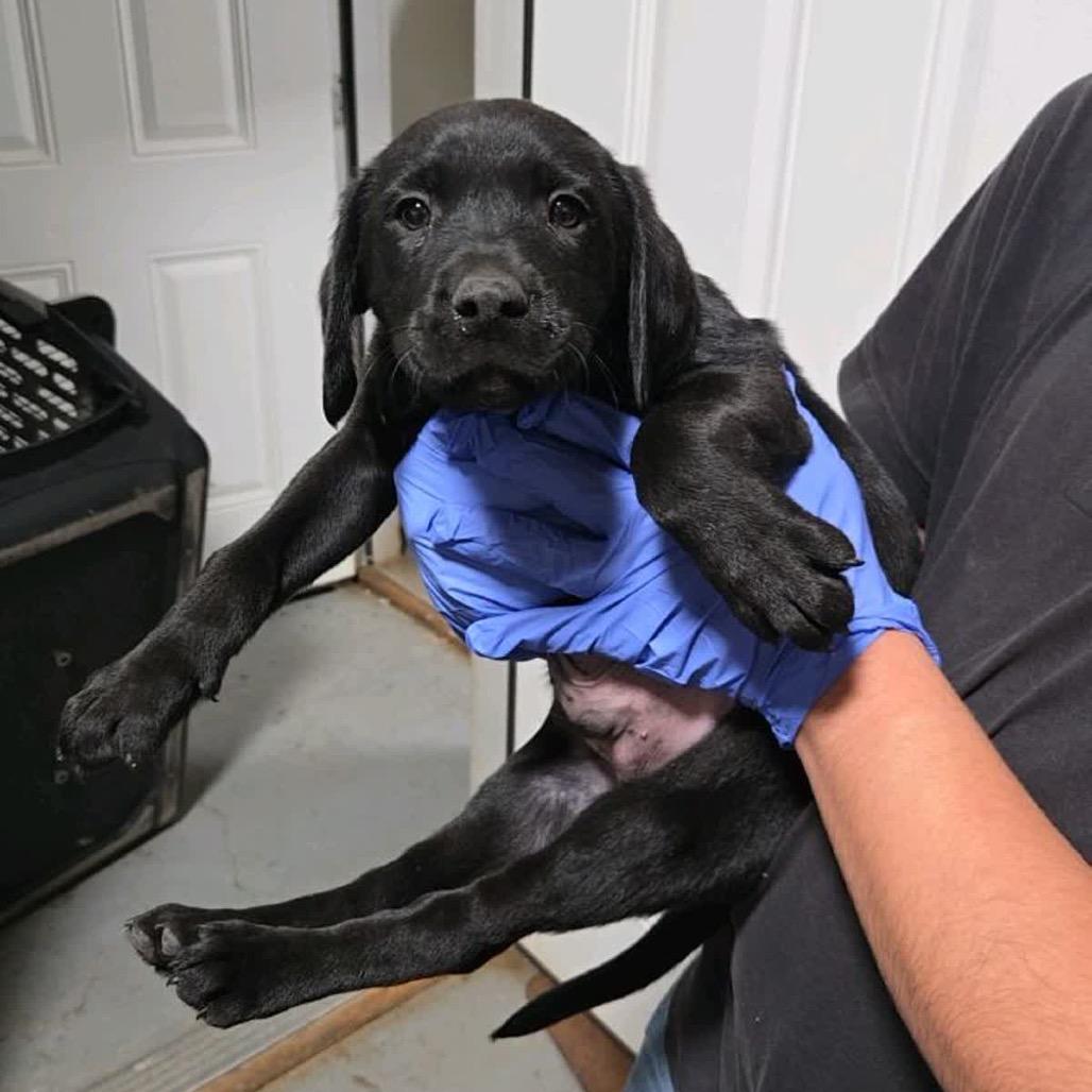 Enlarge CT Expo, a Adoptable mixed breed in Stormville, NY image 3/6