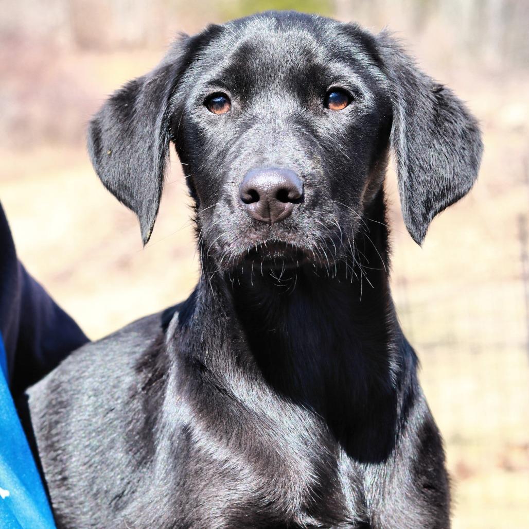 Enlarge CT Expo, a Adoptable mixed breed in Stormville, NY image 4/6